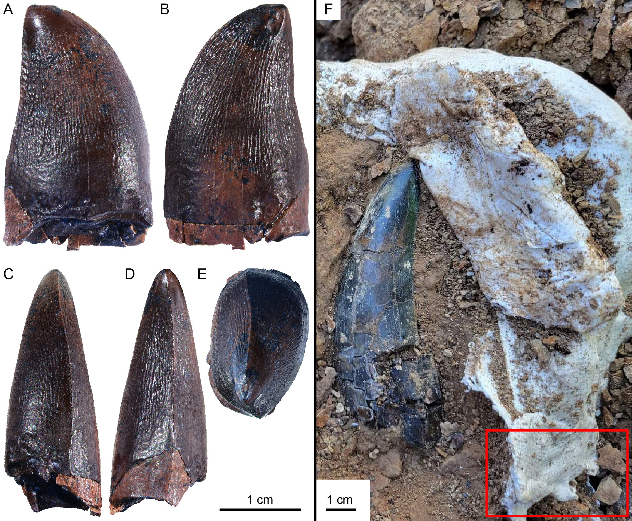 The mosasaur tooth from different angles (left) and where it was found, next to a T-rex tooth and protective bag (right)